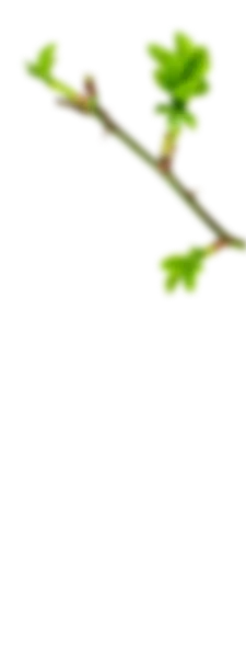 branch-img
