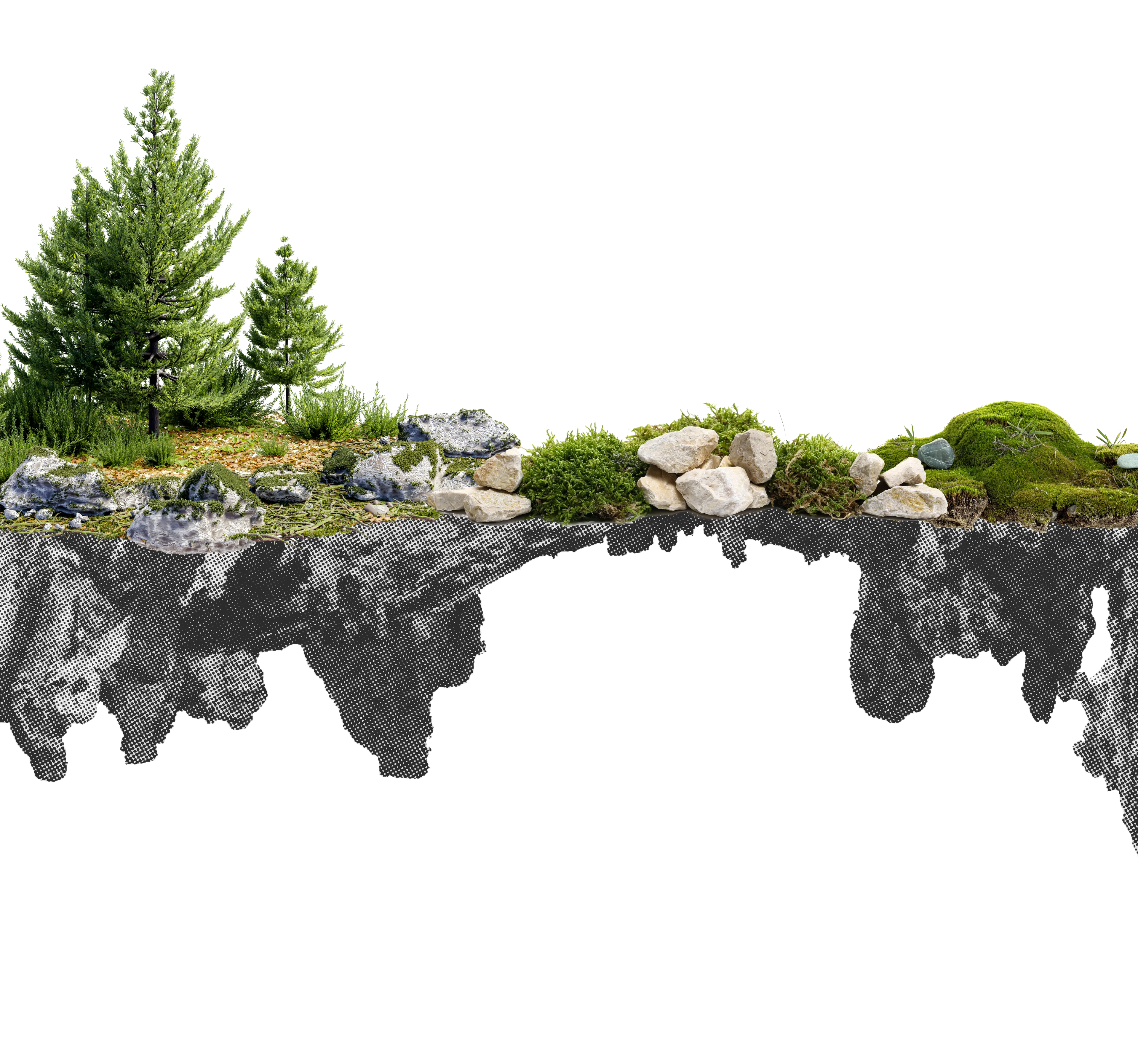 forest-img