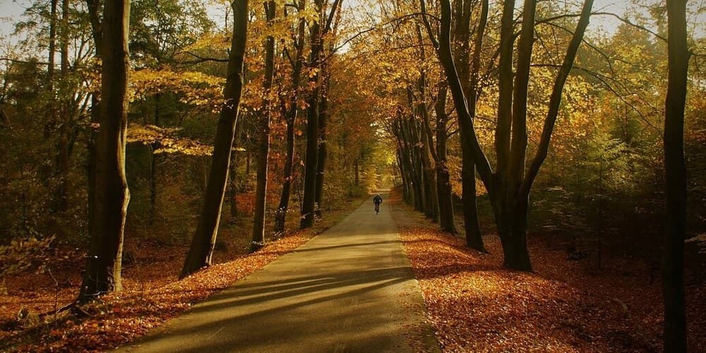 Фото: Pixabay