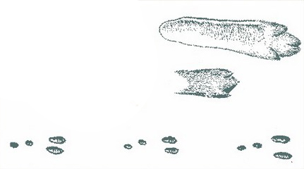 Следы зайца