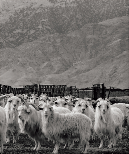 Стадо коз кашемировой породы