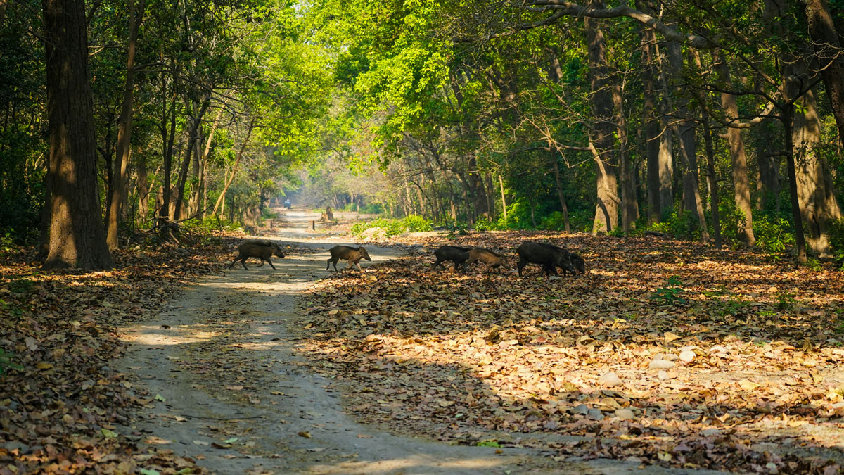 что делать если встретил кабана
