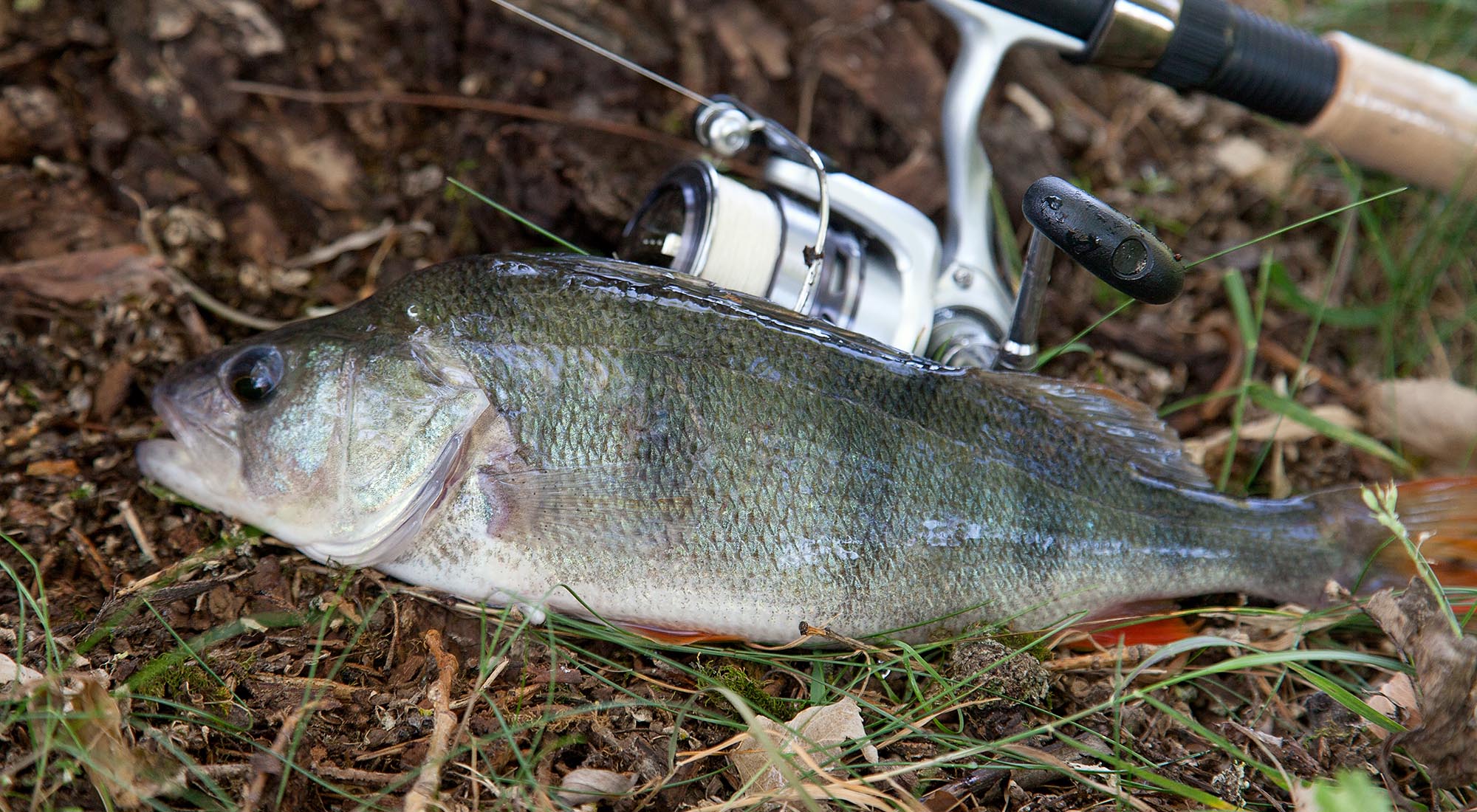 Как ловить окуня осенью