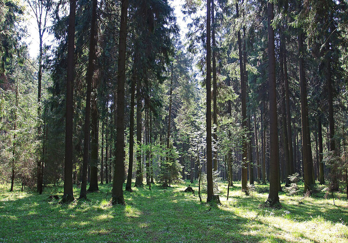хорошие места в лесу