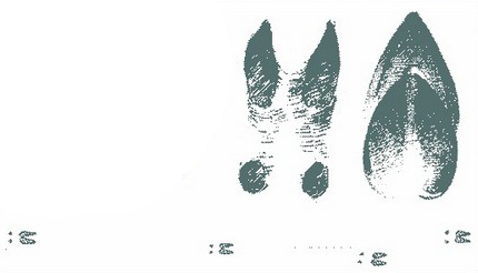 Следы косули