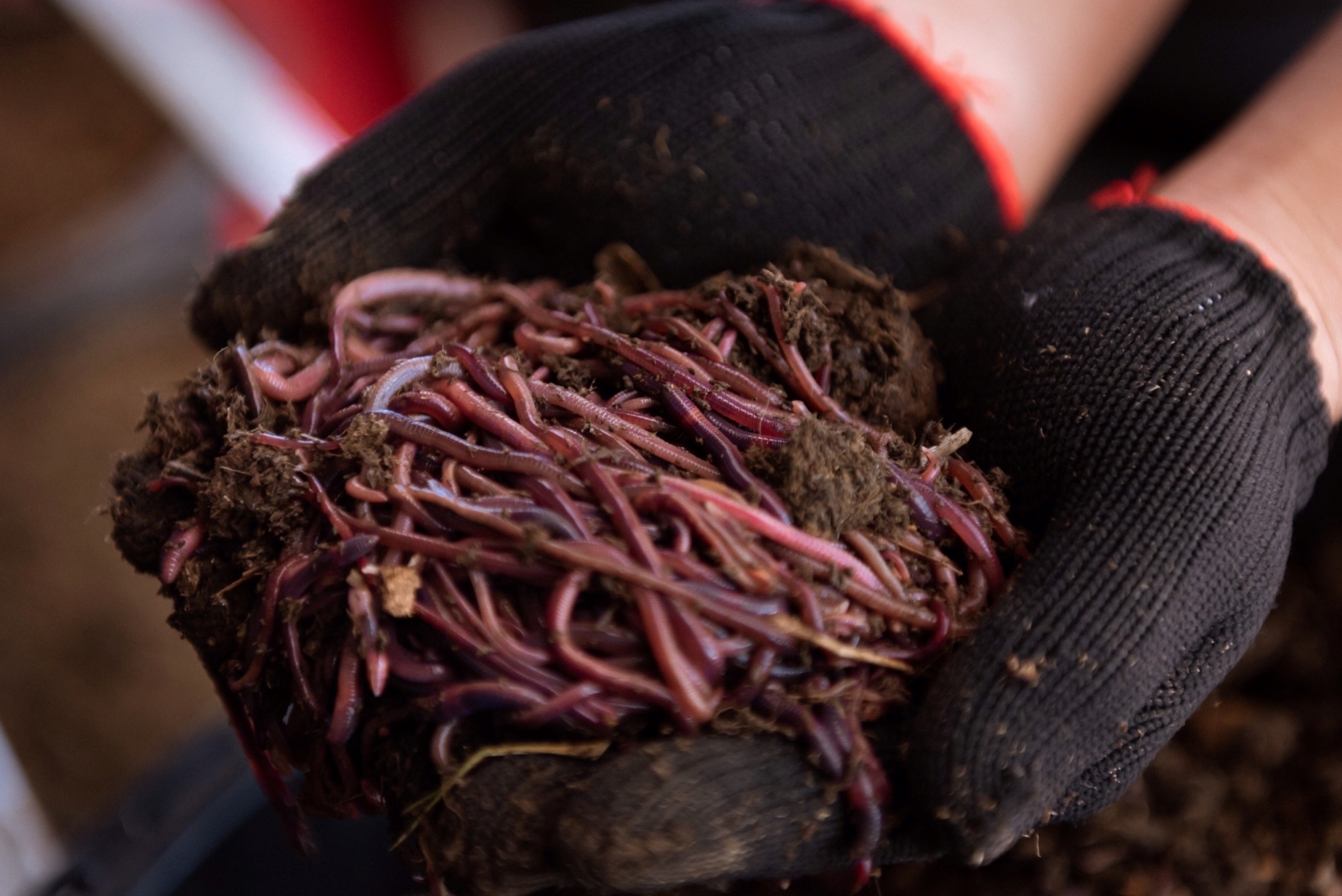 Червь для рыбалки