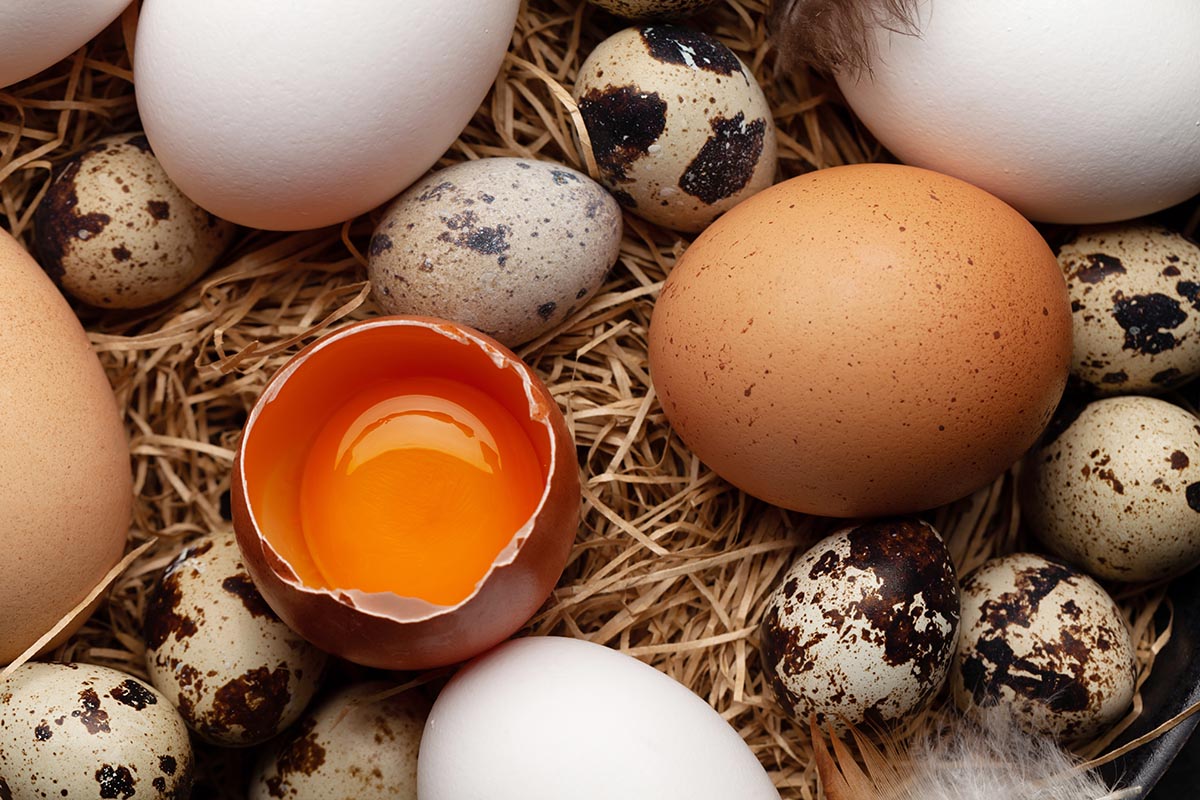 Перепелиные и куриные яица