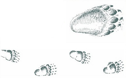 Следы медведя