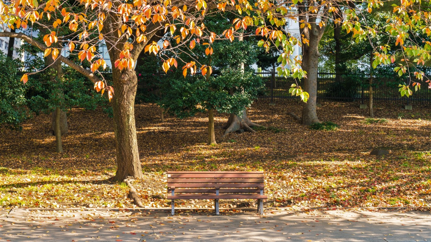 Лавочка в осеннем парке