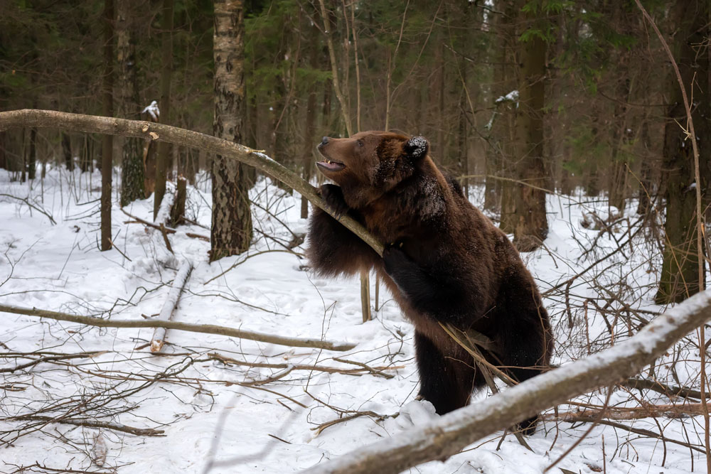 зимняя охота медведь
