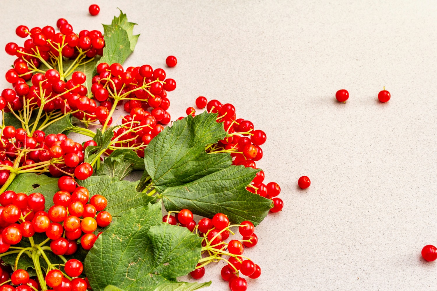 Польза калины