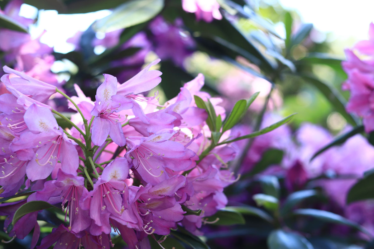 когда цветут поля