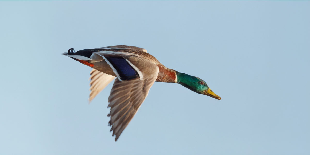 Охота на утку с чучелами