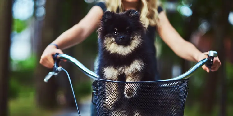 корзины