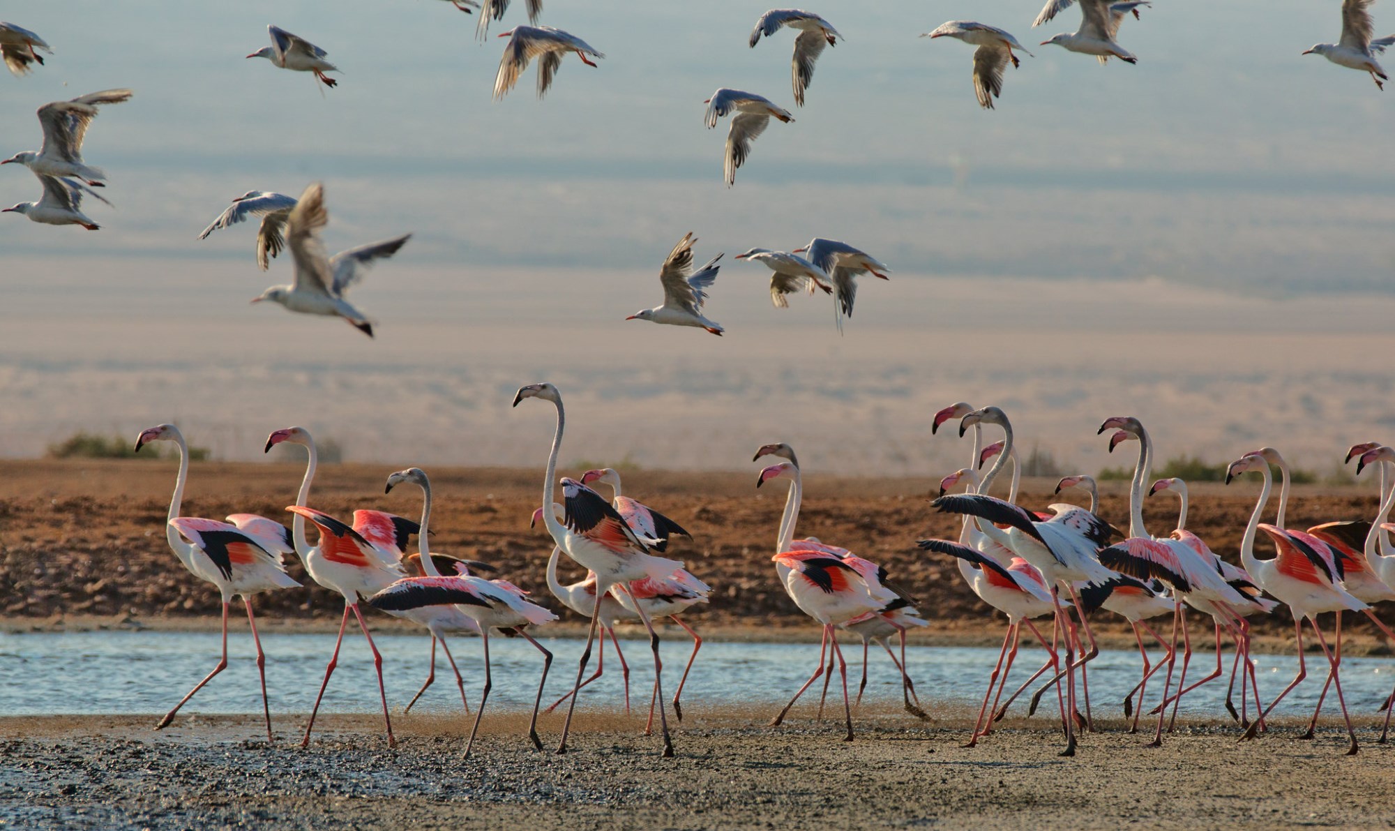 Бердвотчинг Эйлат