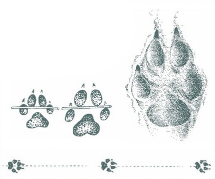 Следы волка