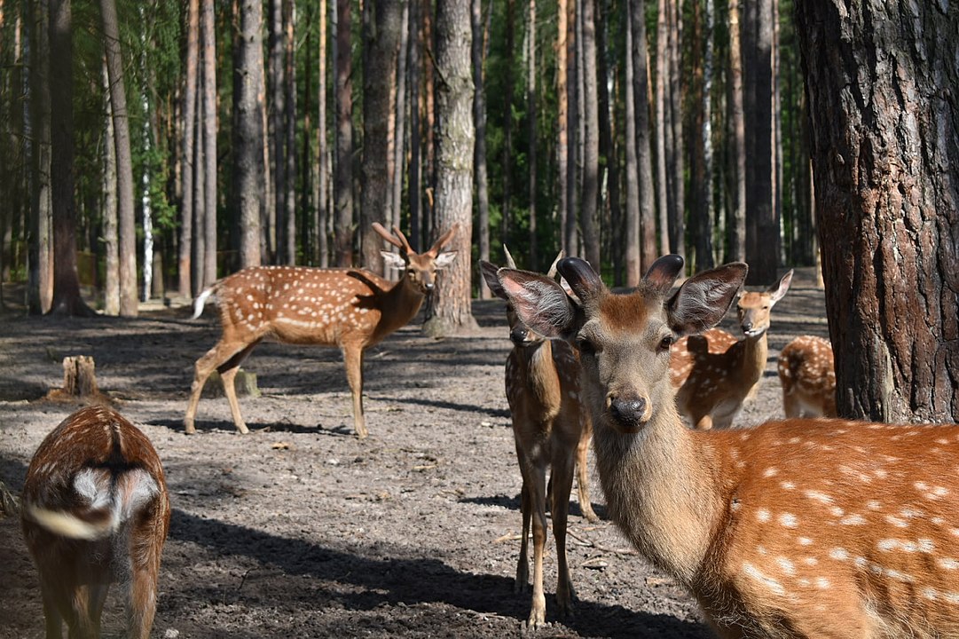 Орловское полесье