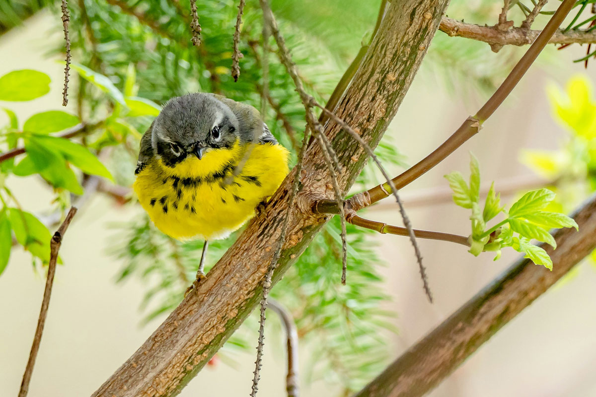 бердвотчинг что это такое