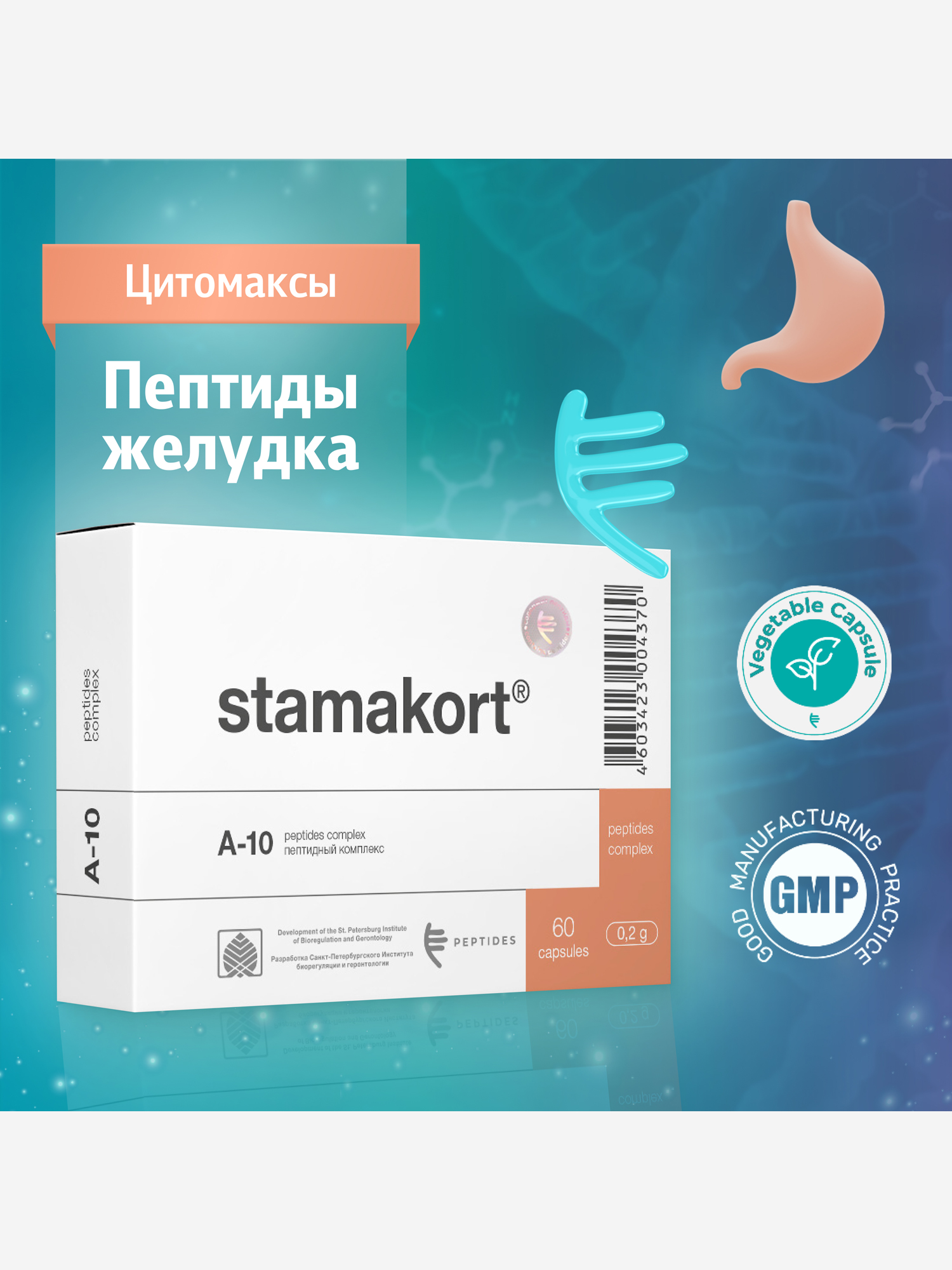 Изображение товара Стамакорт 60 капсул - Натуральные пептиды желудка