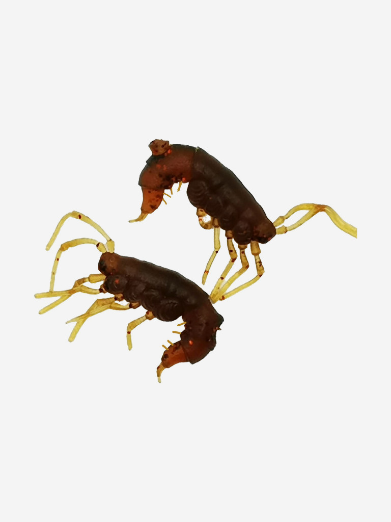 Набор для рыбалки зимний летний. RuBaits Русские приманки. Креветка Shrims рак 45 шт. 0,7", 1,5". Cиликоновые приманки на окуня, форель. Микроджиг, мормышинг. Маш масло красное Red Motor oiL UV