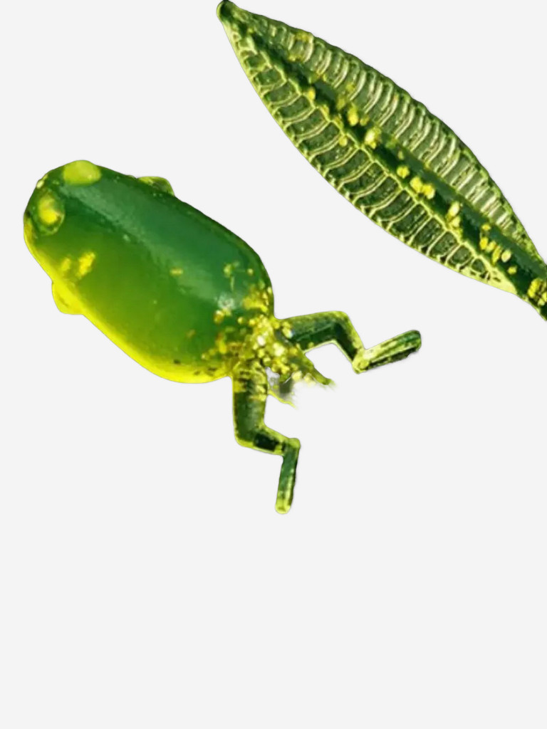 Набор для рыбалки. Cиликоновые приманки. Головастик RuBaits Tadpole 38, 50, 70 мм Cлаг, рак, личинка. На окуня судака форель. Микроджиг. Шартрез золотой Chartreuse Gold UV
