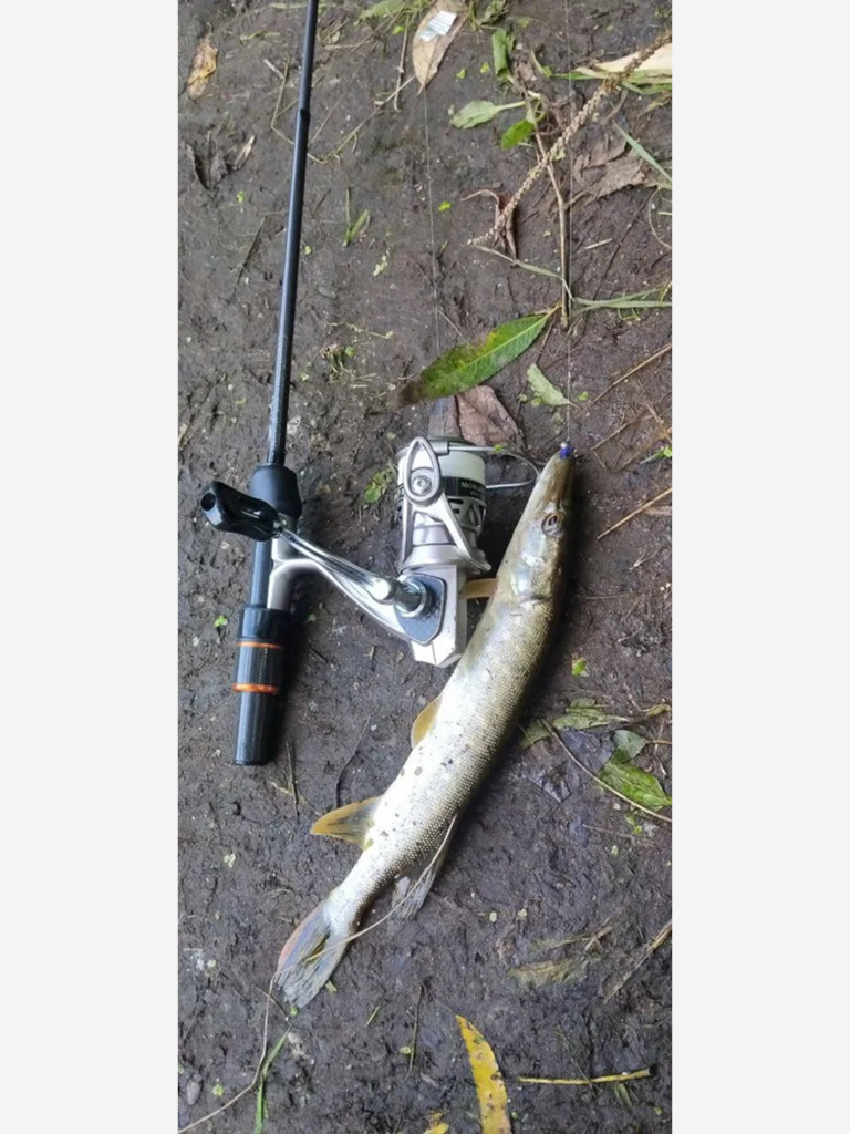 Катушка для мормышинга FISH4FISH MORMO MAESTRO, 800S с 8+1 подшипниками, 0.06мм-100м, 125гр
