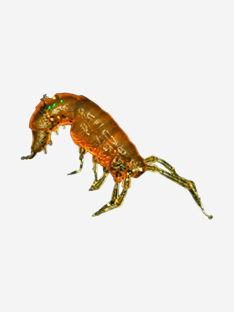 Набор для рыбалки зимний летний. RuBaits Русские приманки. Креветка Shrims рак 45 шт. 0,7", 1,5". Cиликоновые приманки на окуня, форель. Микроджиг, мормышинг. Зелёный Маннс УФ Green Manns UV